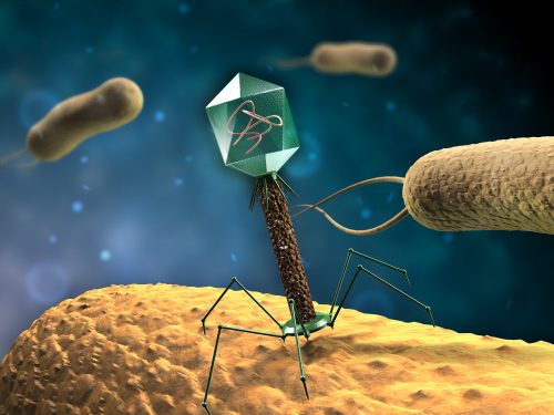 Illustrasjonsbilde av en bakteriofag