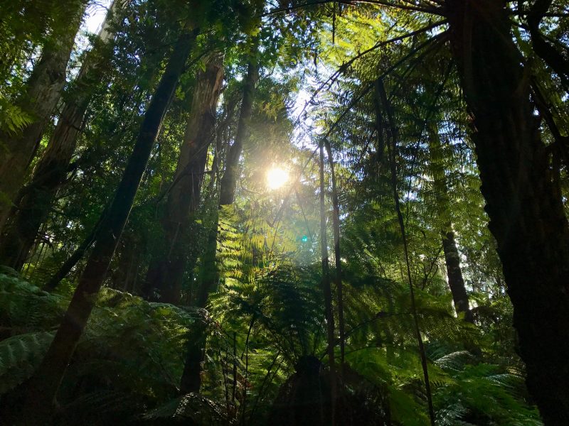 GSK og Bayer med på bærekraftprosjekt for å beskytte regnskogen